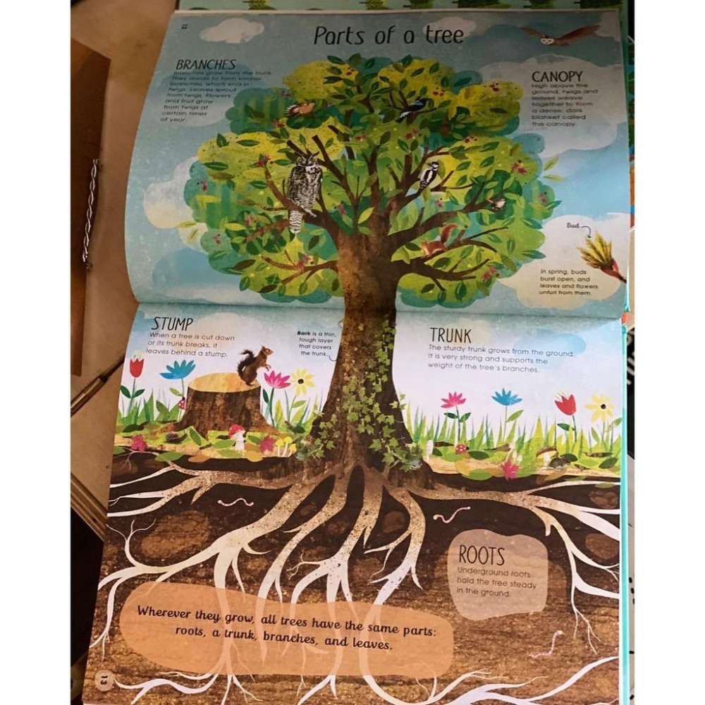 【贈音檔】🍀精裝DK自然科普書The Magic and Mystery of Trees認識和探索樹的奧妙🍀缺書店-細節圖5