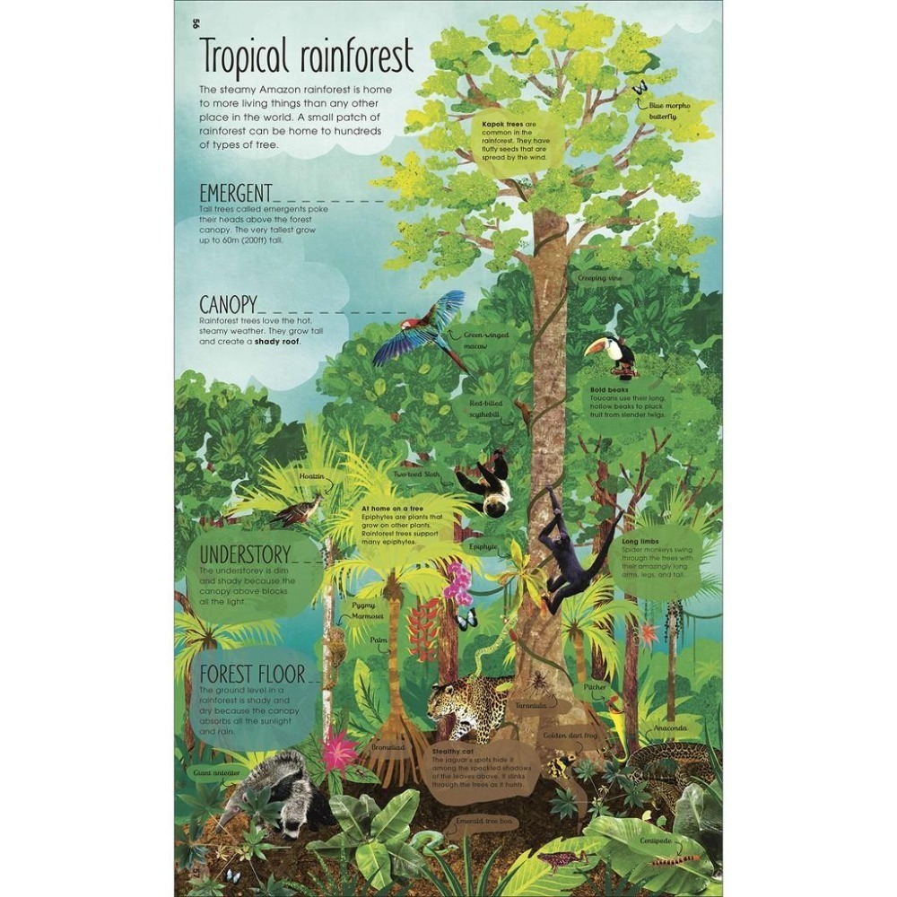 【贈音檔】🍀精裝DK自然科普書The Magic and Mystery of Trees認識和探索樹的奧妙🍀缺書店-細節圖6