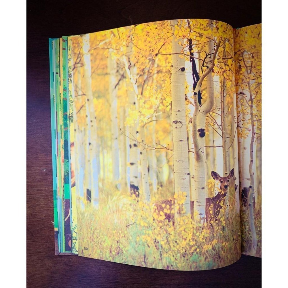 【贈音檔】🍀精裝DK自然科普書The Magic and Mystery of Trees認識和探索樹的奧妙🍀缺書店-細節圖8