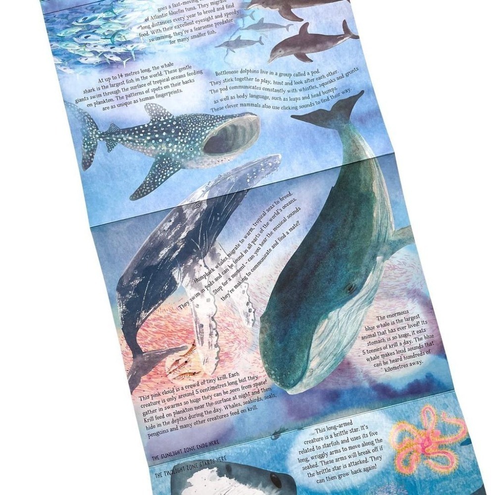 缺書店🍀精裝自然科普STEM知識繪本🍀The Sea Below My Toes🍀手風琴折疊式設計約2.4公尺長-細節圖2