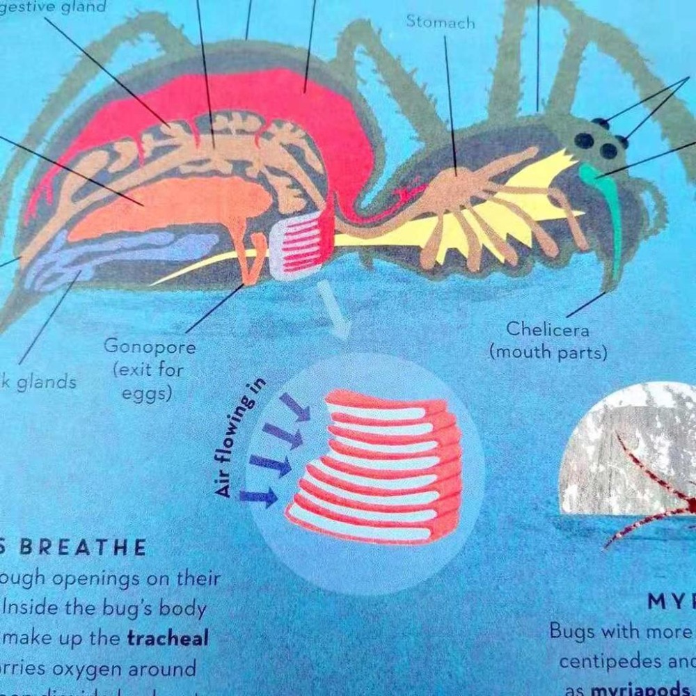 英文知識繪本There Are Bugs Everywhere🍀Britta Teckentrup🍀缺書店-細節圖4