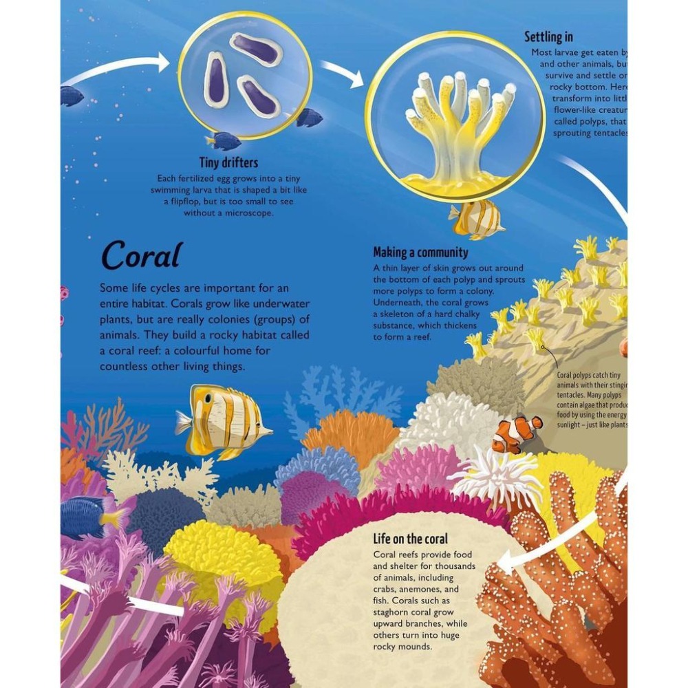 赠音檔精裝DK英文科普Life Cycles: Everything from Start to Finish🍀缺書店-細節圖6