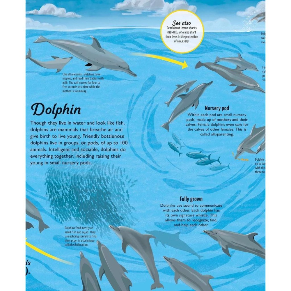 赠音檔精裝DK英文科普Life Cycles: Everything from Start to Finish🍀缺書店-細節圖7