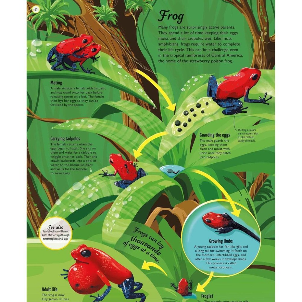 赠音檔精裝DK英文科普Life Cycles: Everything from Start to Finish🍀缺書店-細節圖8