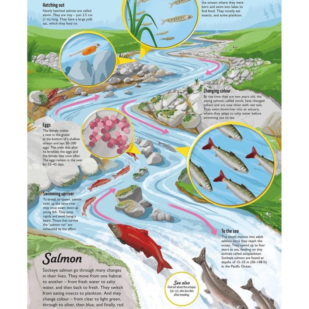 赠音檔精裝DK英文科普Life Cycles: Everything from Start to Finish🍀缺書店-細節圖9