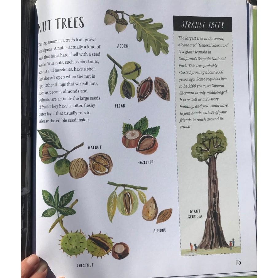 精裝英文自然科普知識繪本🍀Nature All Around: Trees🍀對樹木全面介紹和精美插圖🍀缺書店-細節圖3