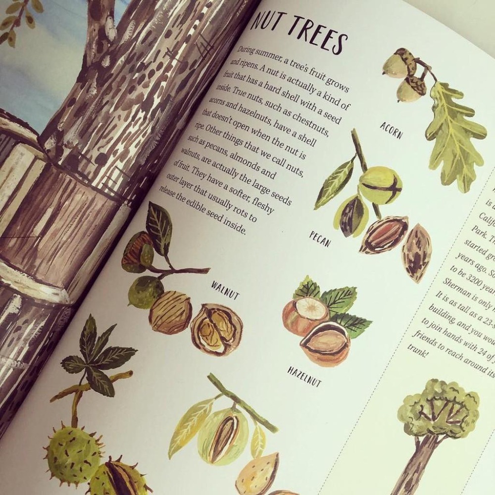 精裝英文自然科普知識繪本🍀Nature All Around: Trees🍀對樹木全面介紹和精美插圖🍀缺書店-細節圖6