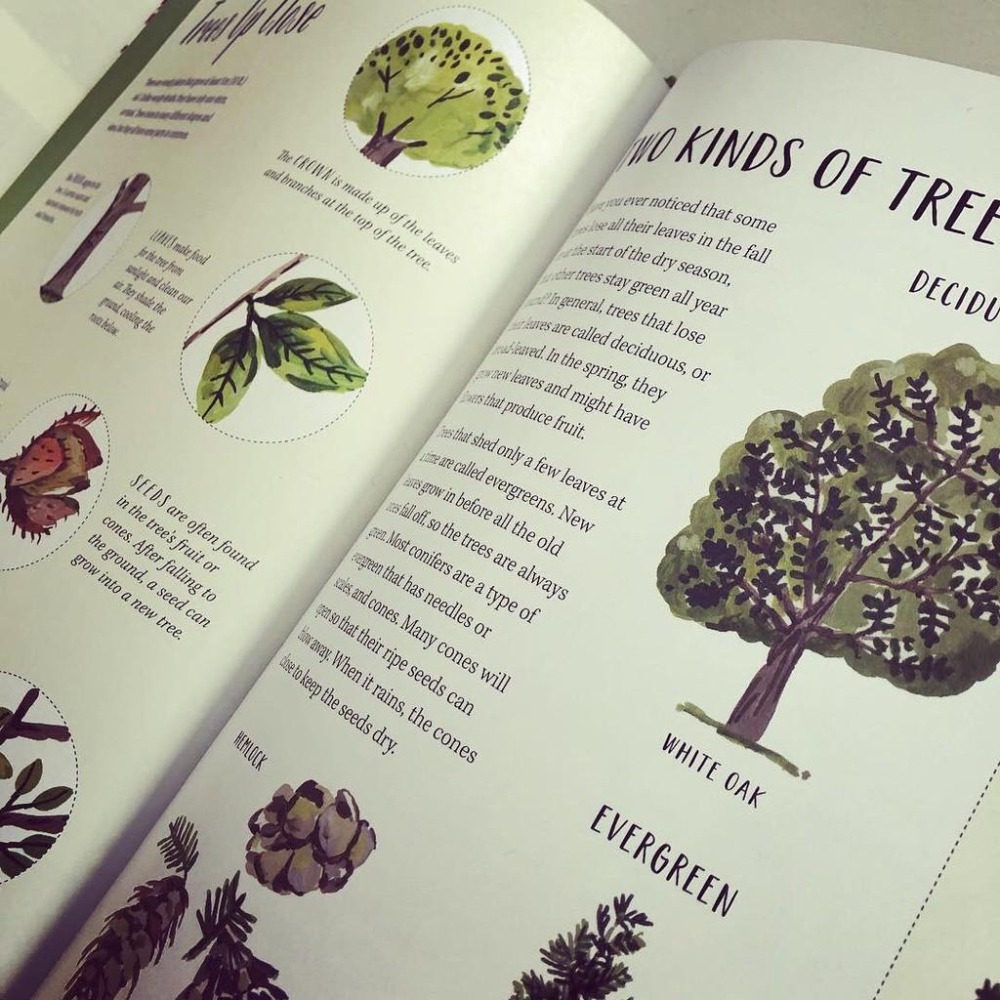 精裝英文自然科普知識繪本🍀Nature All Around: Trees🍀對樹木全面介紹和精美插圖🍀缺書店-細節圖7