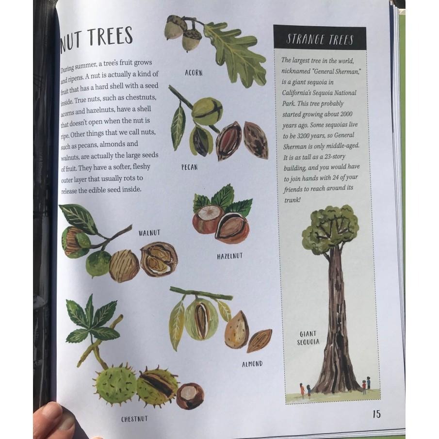 精裝英文自然科普知識繪本🍀Nature All Around: Trees🍀對樹木全面介紹和精美插圖🍀缺書店-細節圖3