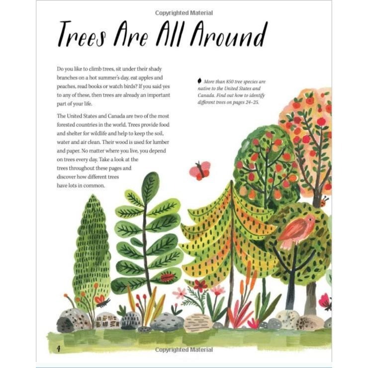 精裝英文自然科普知識繪本🍀Nature All Around: Trees🍀對樹木全面介紹和精美插圖🍀缺書店-細節圖5
