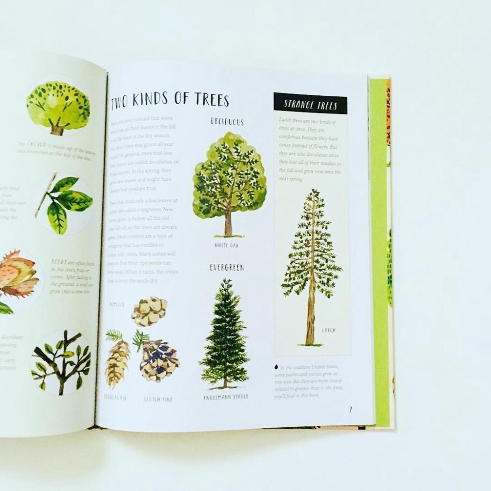 精裝英文自然科普知識繪本🍀Nature All Around: Trees🍀對樹木全面介紹和精美插圖🍀缺書店-細節圖9
