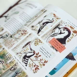 【英國版】精裝知識科普繪本🍀Slow Down: 50 Mindful Moments in Nature🍀缺書店-細節圖4