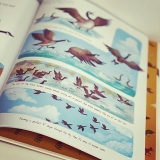 【英國版】精裝知識科普繪本🍀Slow Down: 50 Mindful Moments in Nature🍀缺書店-細節圖5