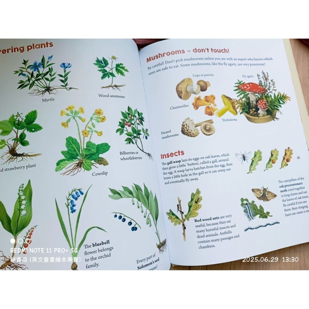 精裝英文繪本A Year Around the Great Oak🍀Gerda Muller畫風復古細膩🍀缺書店-細節圖10