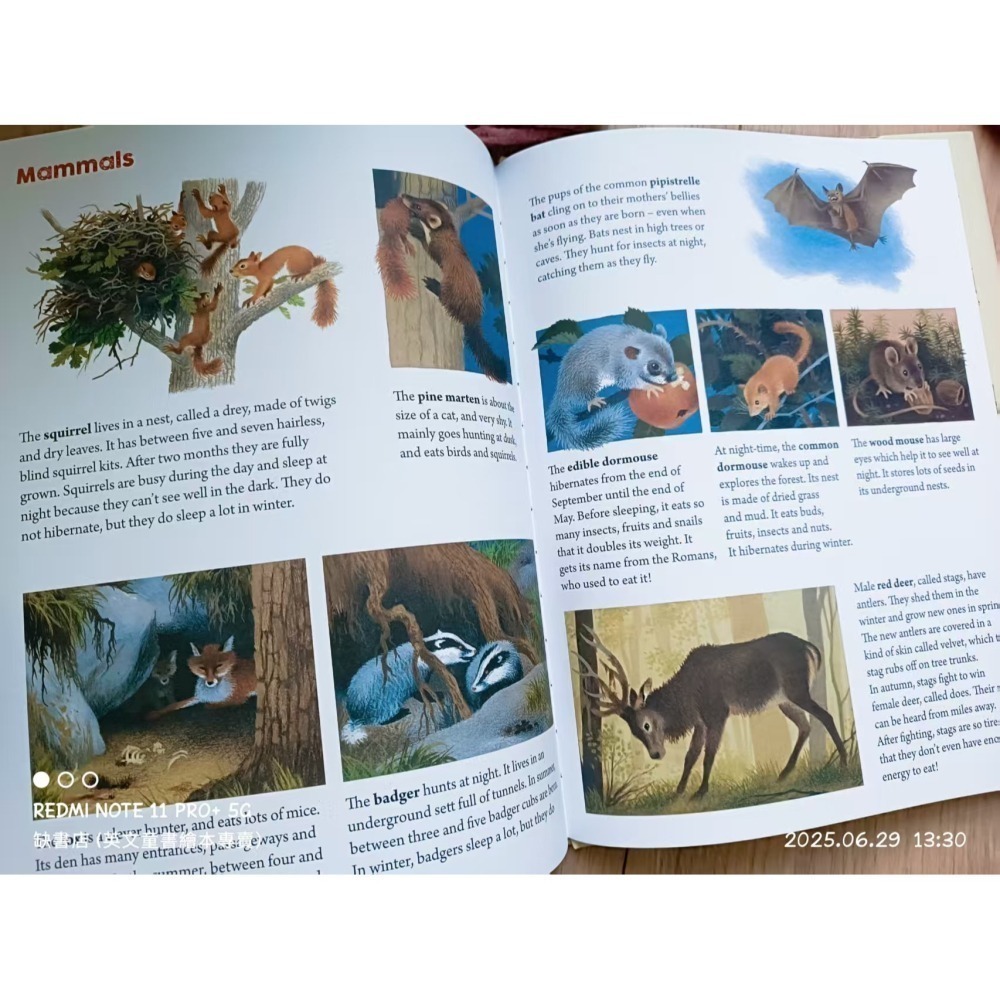 精裝英文繪本A Year Around the Great Oak🍀Gerda Muller畫風復古細膩🍀缺書店-細節圖11