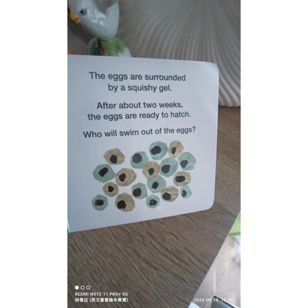 小開本硬頁書英文知識繪本🍀How Does A Tadpole Grow?青蛙生長過程🍀缺書店-細節圖2