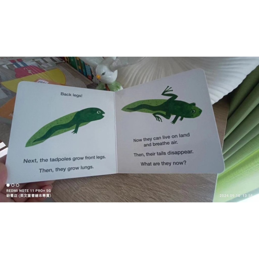 小開本硬頁書英文知識繪本🍀How Does A Tadpole Grow?青蛙生長過程🍀缺書店-細節圖3