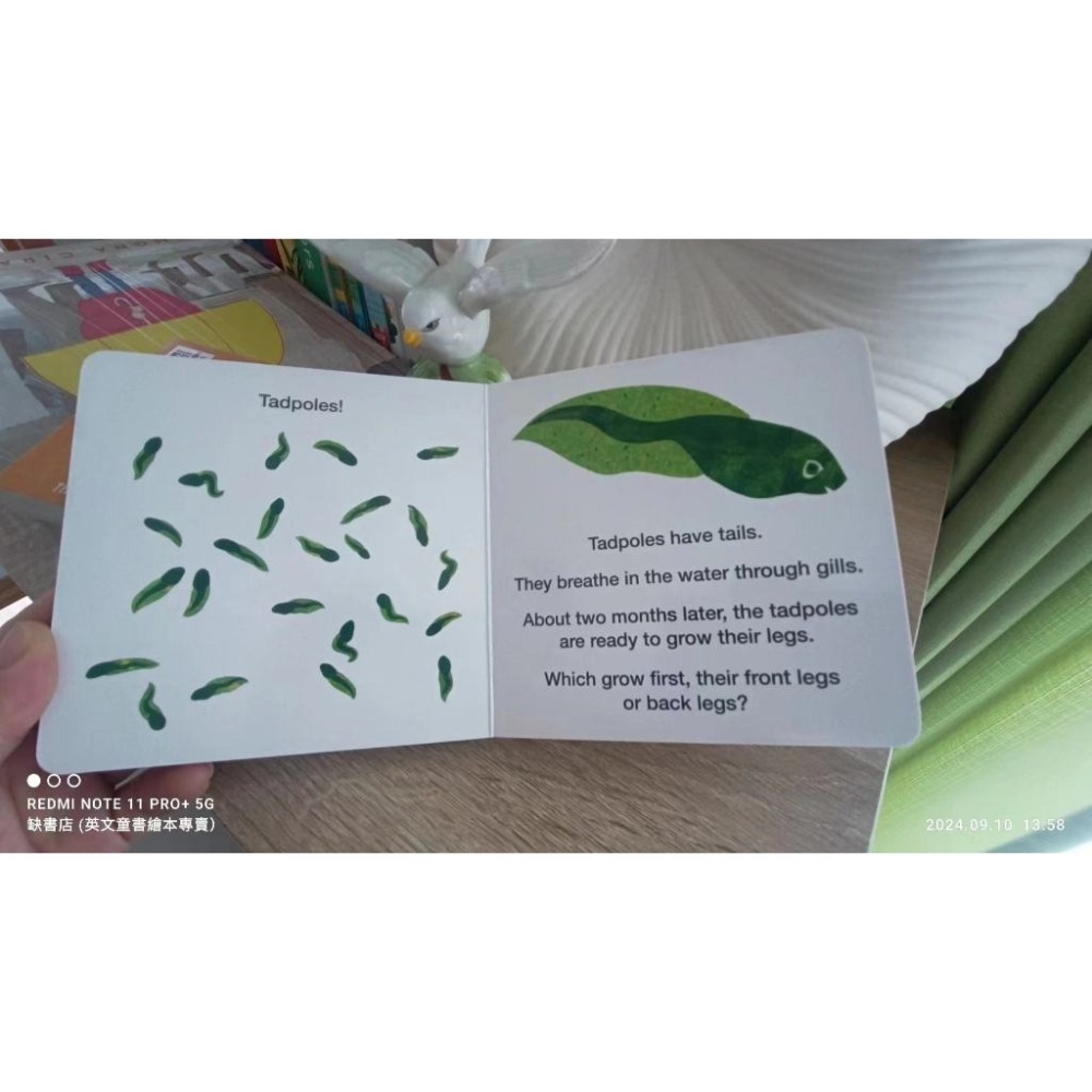 小開本硬頁書英文知識繪本🍀How Does A Tadpole Grow?青蛙生長過程🍀缺書店-細節圖6
