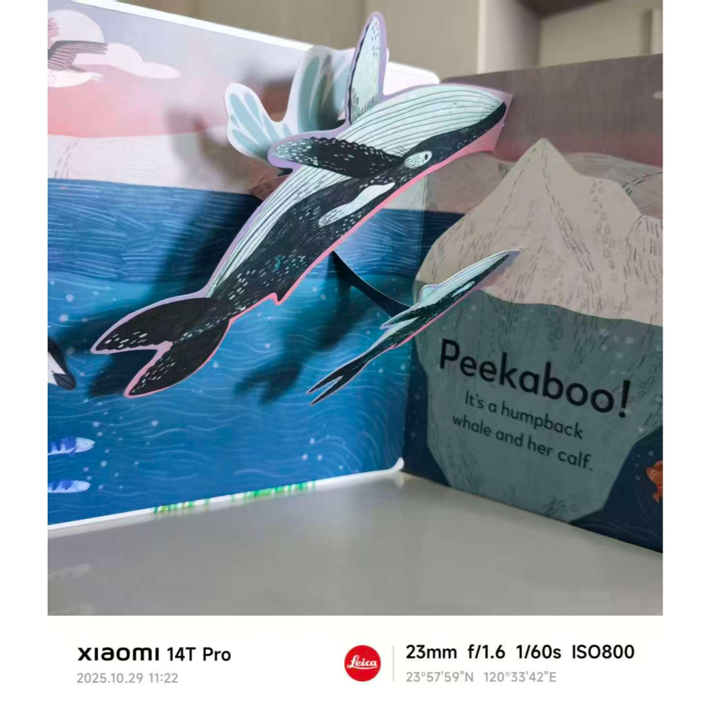 DK 英文立硬頁立體書🍀 Pop-Up Peekaboo! Ocean🍀缺書店-細節圖4