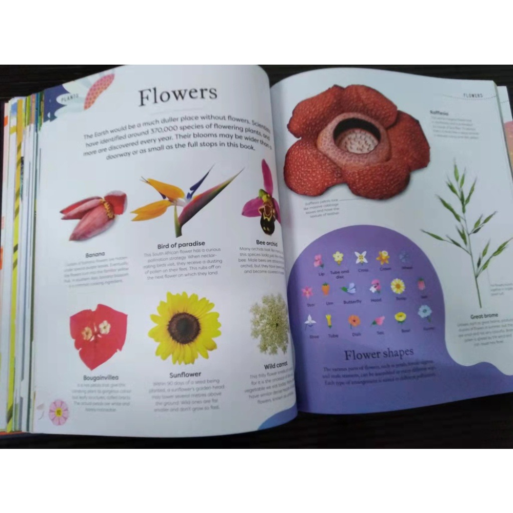 DK精裝自然科普Nature＇s Treasures【英國版】🍀100種物體令人驚嘆的攝影圖片和精美插圖🍀缺書店-細節圖7