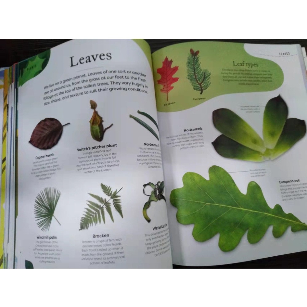DK精裝自然科普Nature＇s Treasures【英國版】🍀100種物體令人驚嘆的攝影圖片和精美插圖🍀缺書店-細節圖3