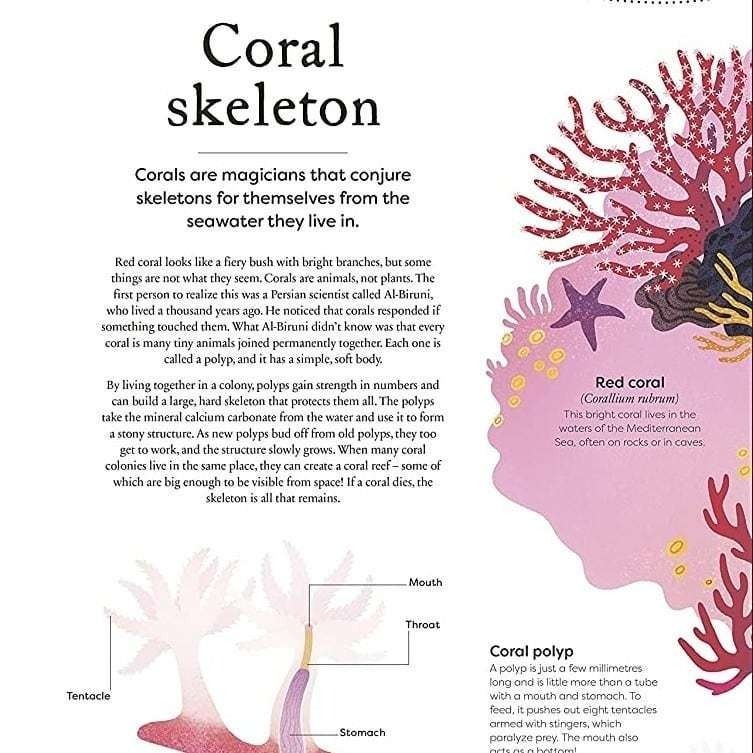 DK精裝自然科普Nature＇s Treasures【英國版】🍀100種物體令人驚嘆的攝影圖片和精美插圖🍀缺書店-細節圖4