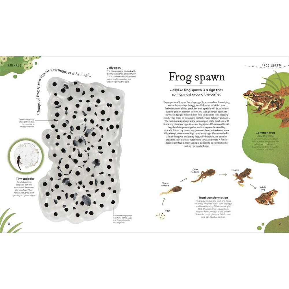 DK精裝自然科普Nature＇s Treasures【英國版】🍀100種物體令人驚嘆的攝影圖片和精美插圖🍀缺書店-細節圖5