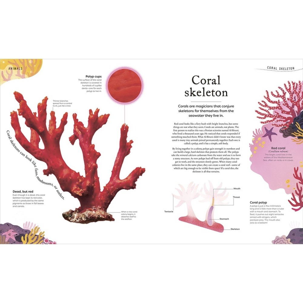 DK精裝自然科普Nature＇s Treasures【英國版】🍀100種物體令人驚嘆的攝影圖片和精美插圖🍀缺書店-細節圖6