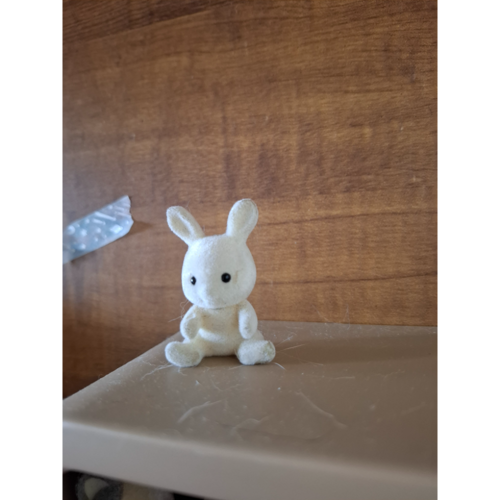 狀態不佳灰兔坐寶