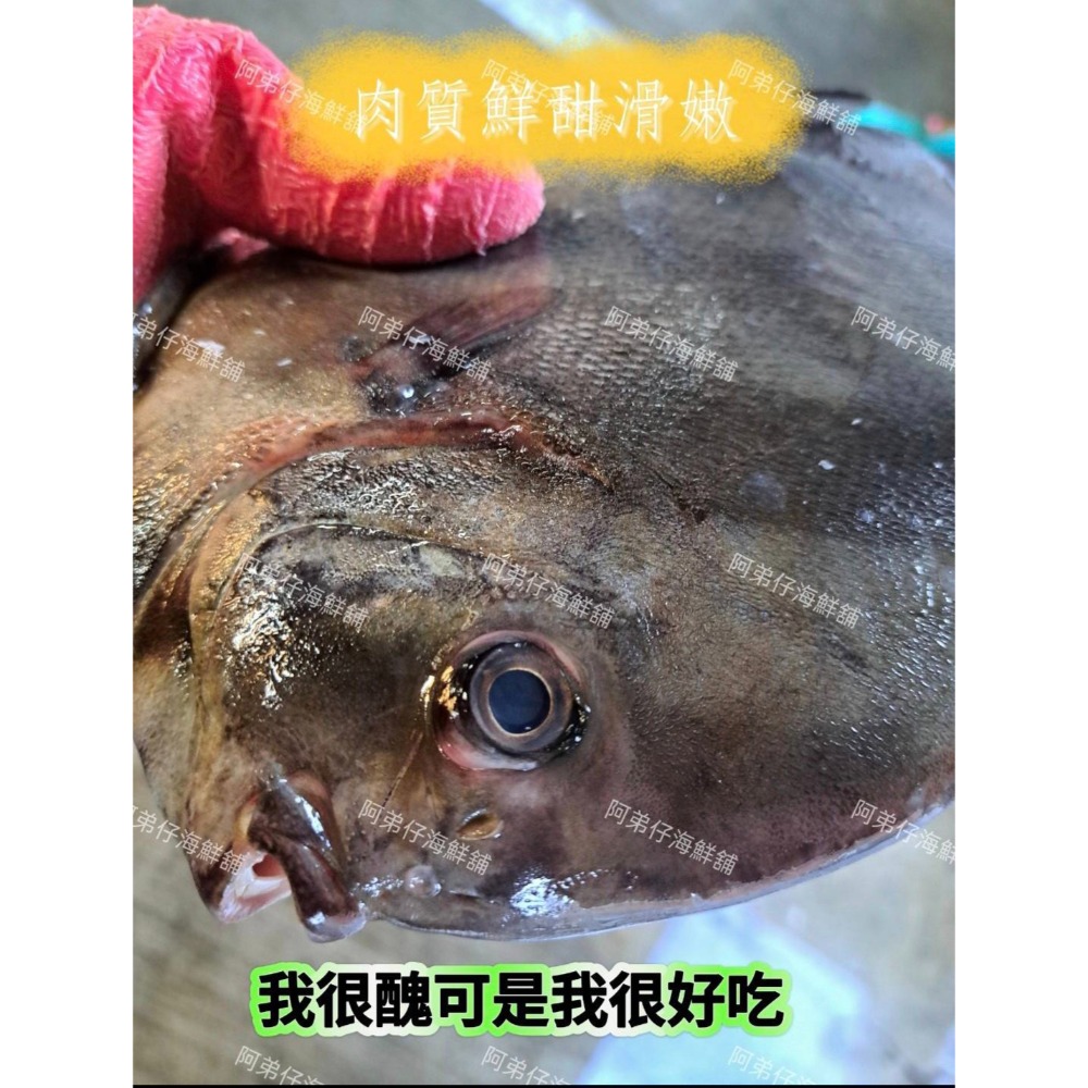 台灣富貴魚-細節圖2