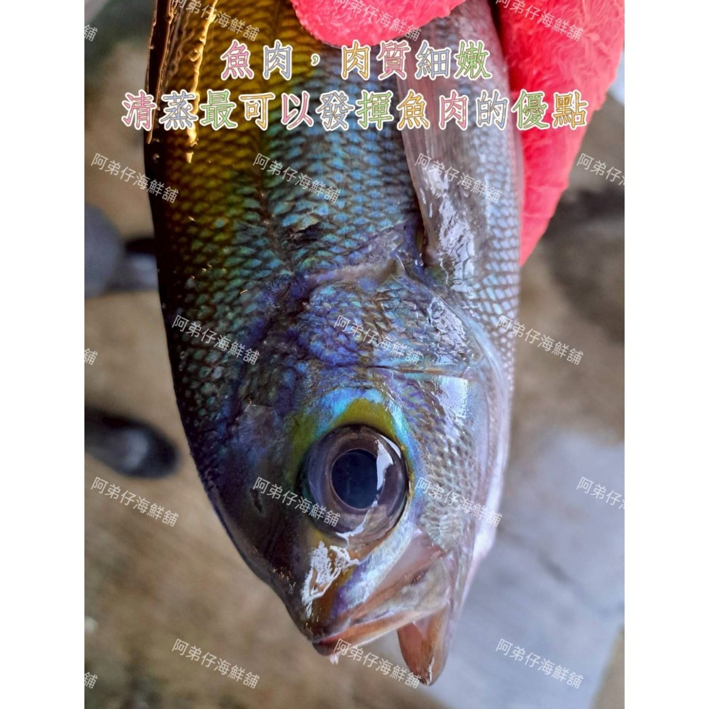 包公雞魚海魚-細節圖2