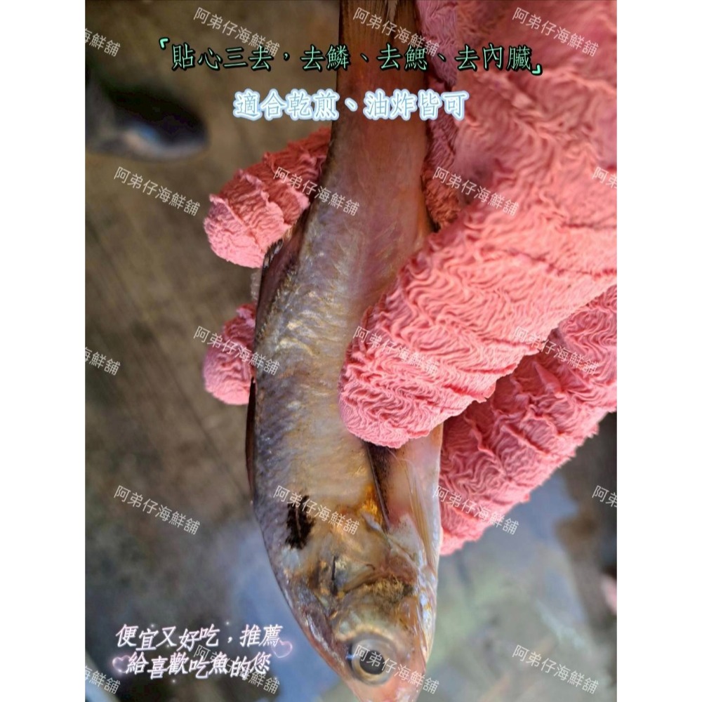 野生夜照小午魚（午仔白）海魚-細節圖2