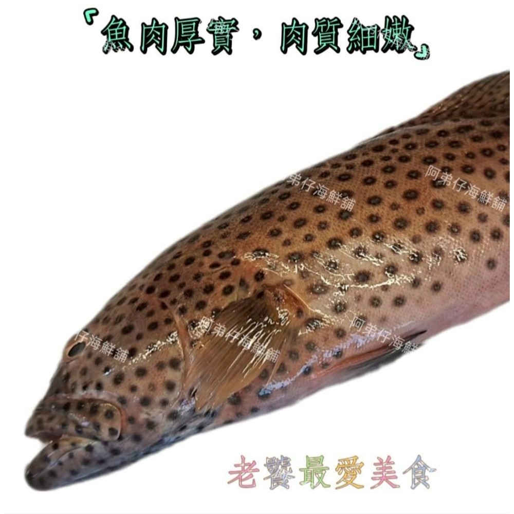 野生黑豆石斑海魚-細節圖2