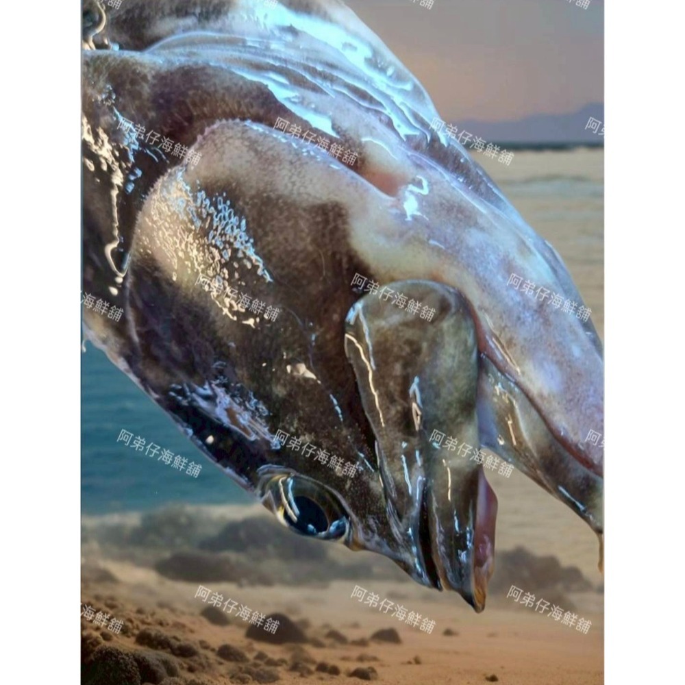 龍虎斑-細節圖2