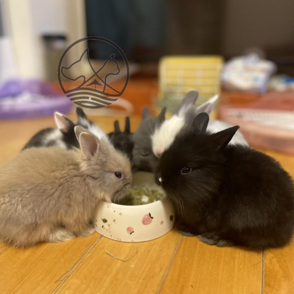 美國進口✪妤珈寵物店✪OXBOW 活力幼兔配方飼料 10LB(4.54kg/包) 幼兔 兔子 飼料 兔 壓縮 乾糧-細節圖2