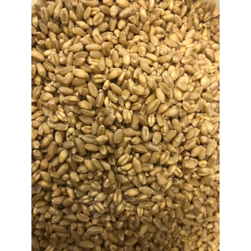🌺妤珈寵物店🌺輕鬆種 貓草 栽培盒- 精心挑選優質種子 貓草 DIY 種貓草 自己種 純天然 愛貓嚴選-細節圖2