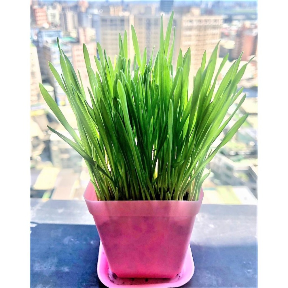 🌺妤珈寵物店🌺輕鬆種 貓草 栽培盒- 精心挑選優質種子 貓草 DIY 種貓草 自己種 純天然 愛貓嚴選-細節圖3