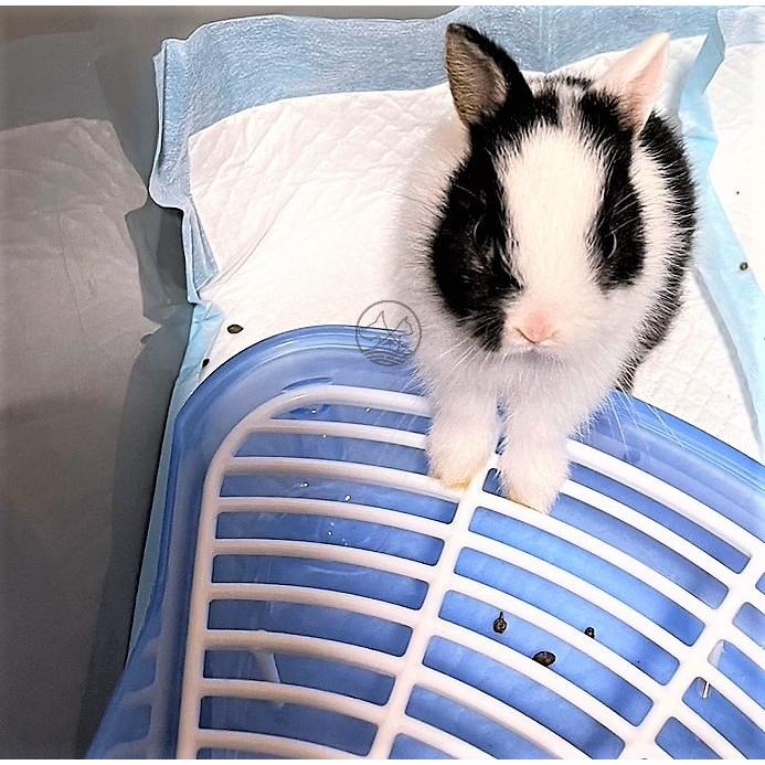 ✪妤珈寵物店✪附發票~PTM 小動物 雙層 便盆 小寵 侏儒兔 垂耳兔 獅子兔 安哥拉兔 尿盆 訓練 兔子-細節圖3