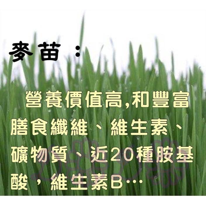 🌺妤珈寵物店🌺 DIY 濾掛式 源杏 小麥草 養生 草本 優質 蔬菜 麥苗 葉綠素 培養土 種植盒組 辦公觀賞盆栽-細節圖4