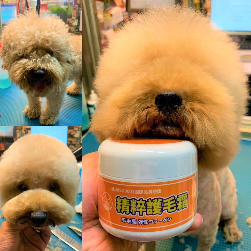 蓬鬆型🌺妤珈寵物店🌺 源杏精粹護毛霜 200ml/罐 寵物專用 護毛乳 清香 保養 柔順 好梳理 毛髮 寵物美容師推薦-細節圖3