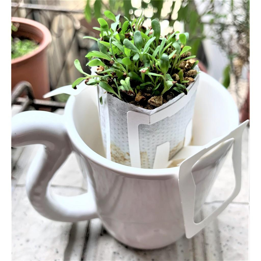 🌷妤珈寵物店🌷附發票~源杏 濾掛式苜蓿 一包裝 精心挑選優質種子 DIY 辦公室桌面生態果蔬植物種子交換禮物-細節圖4