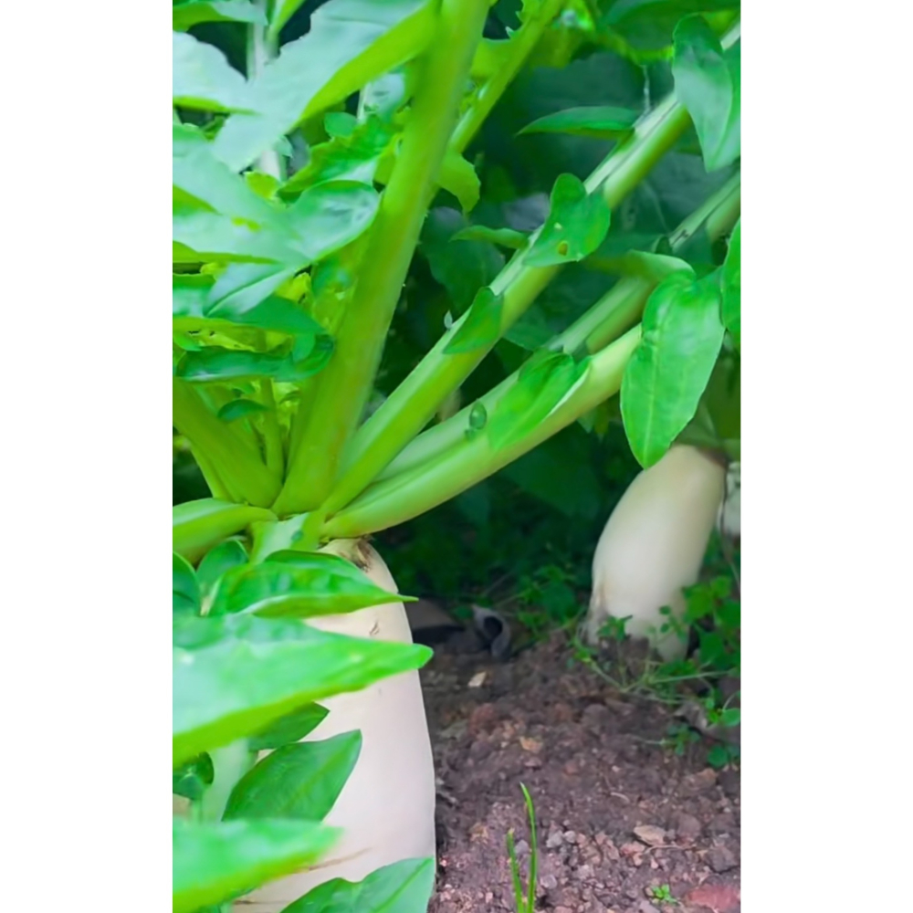 本產白蘿蔔-細節圖2