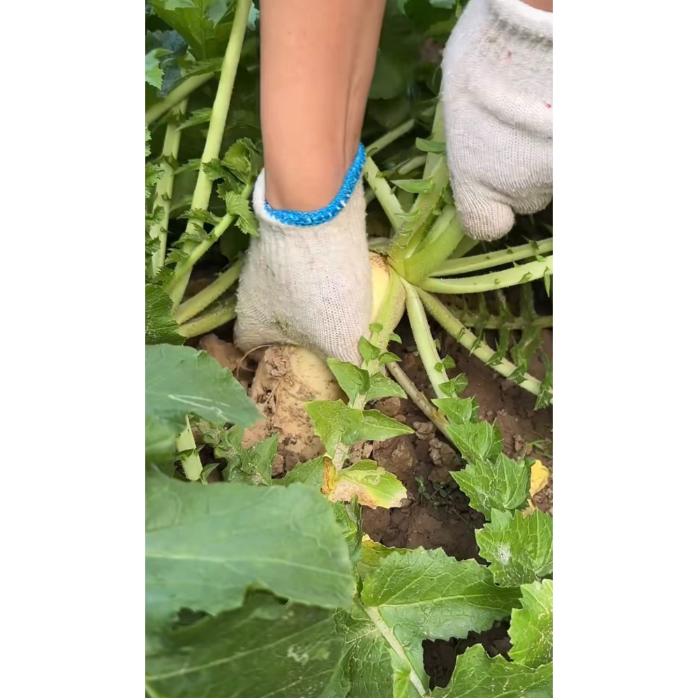 本產白蘿蔔-細節圖3