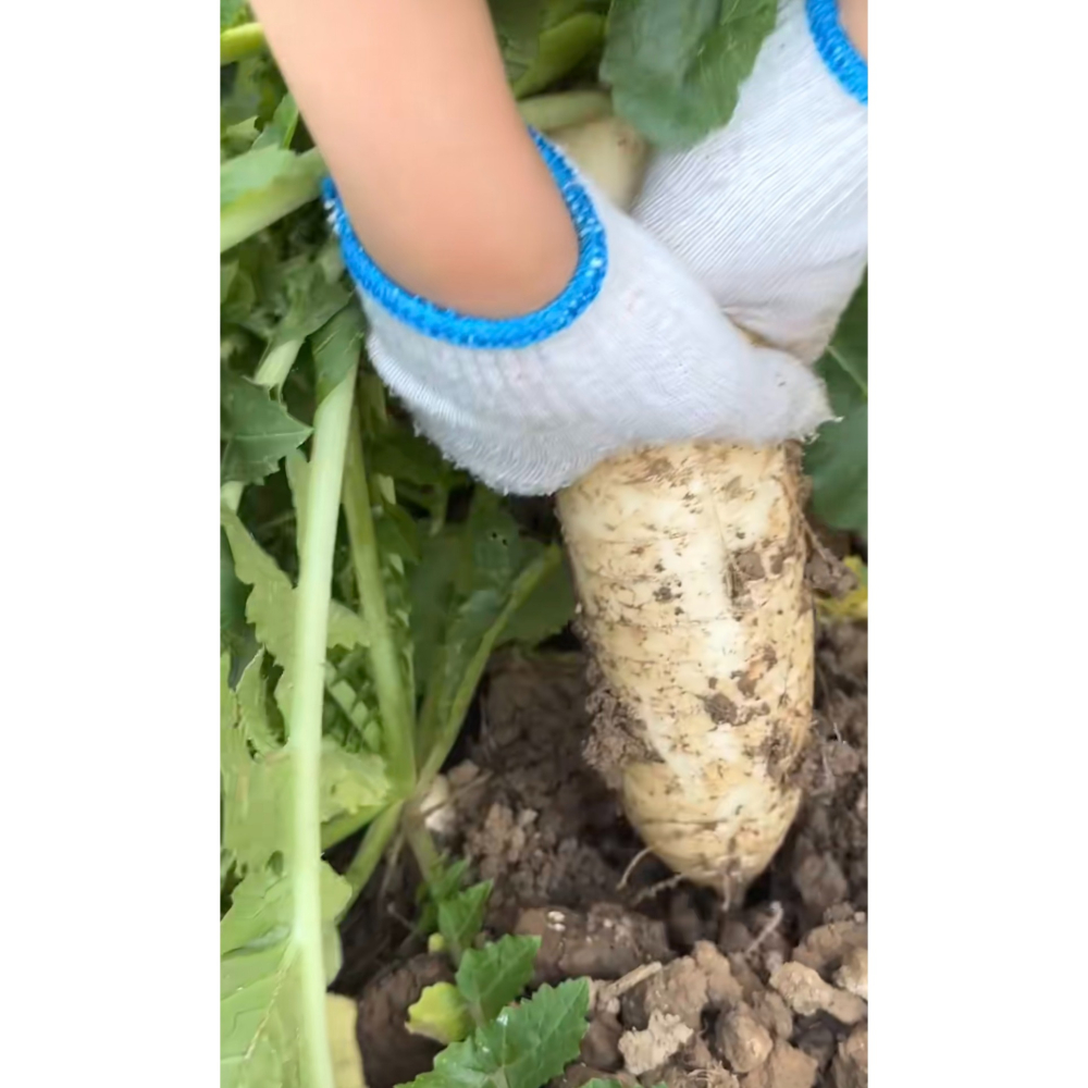 本產白蘿蔔-細節圖4
