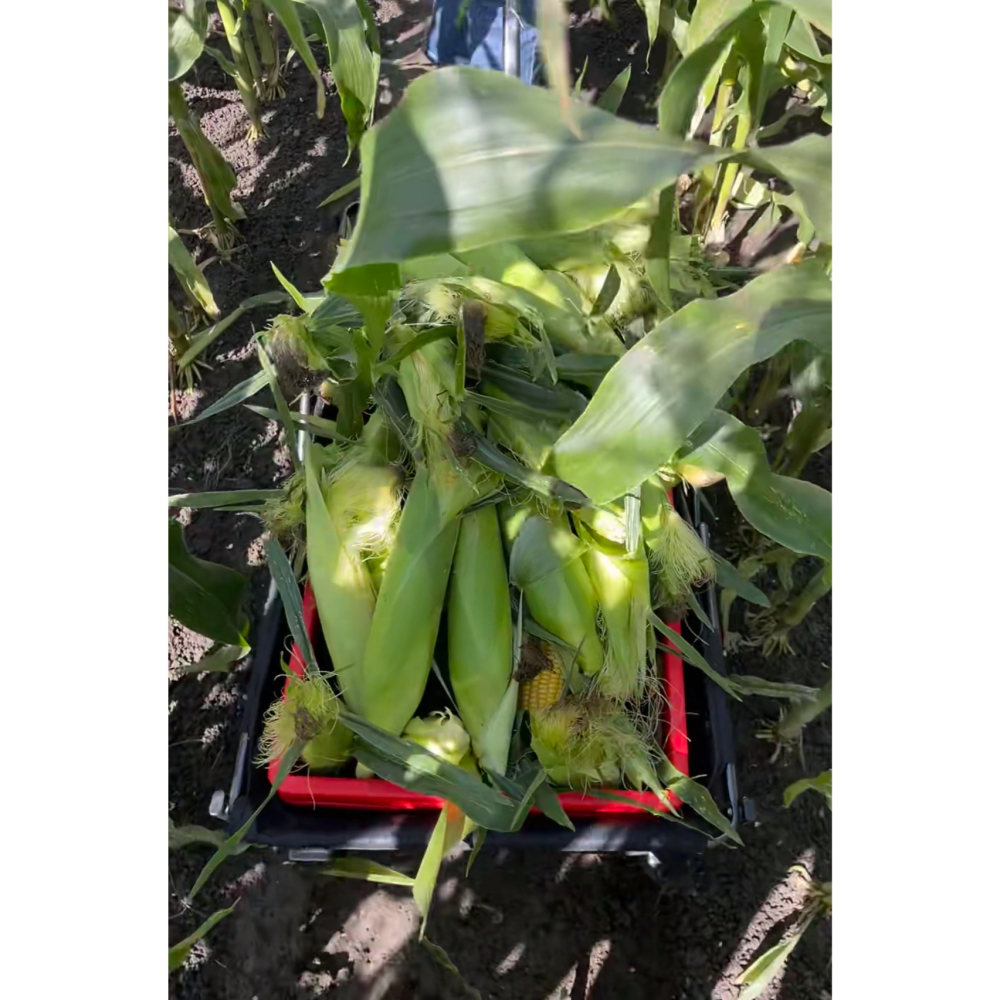 無毒黃蜜玉米 250~330g/根-細節圖2