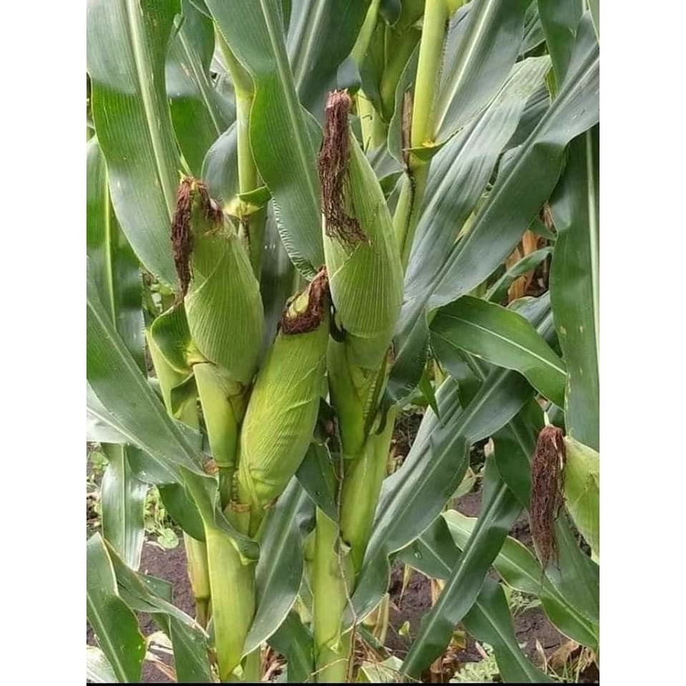 無毒黃蜜玉米 250~330g/根-細節圖3