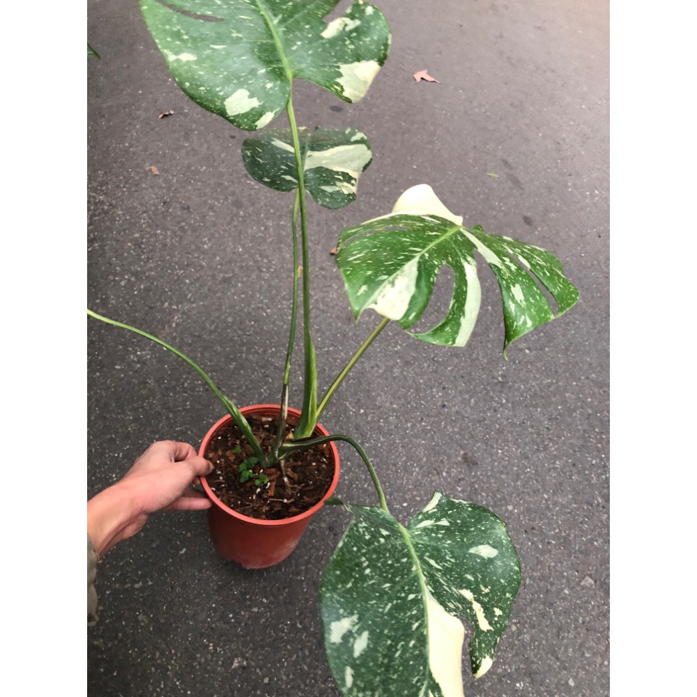 泰斑灑金龜背芋-細節圖2