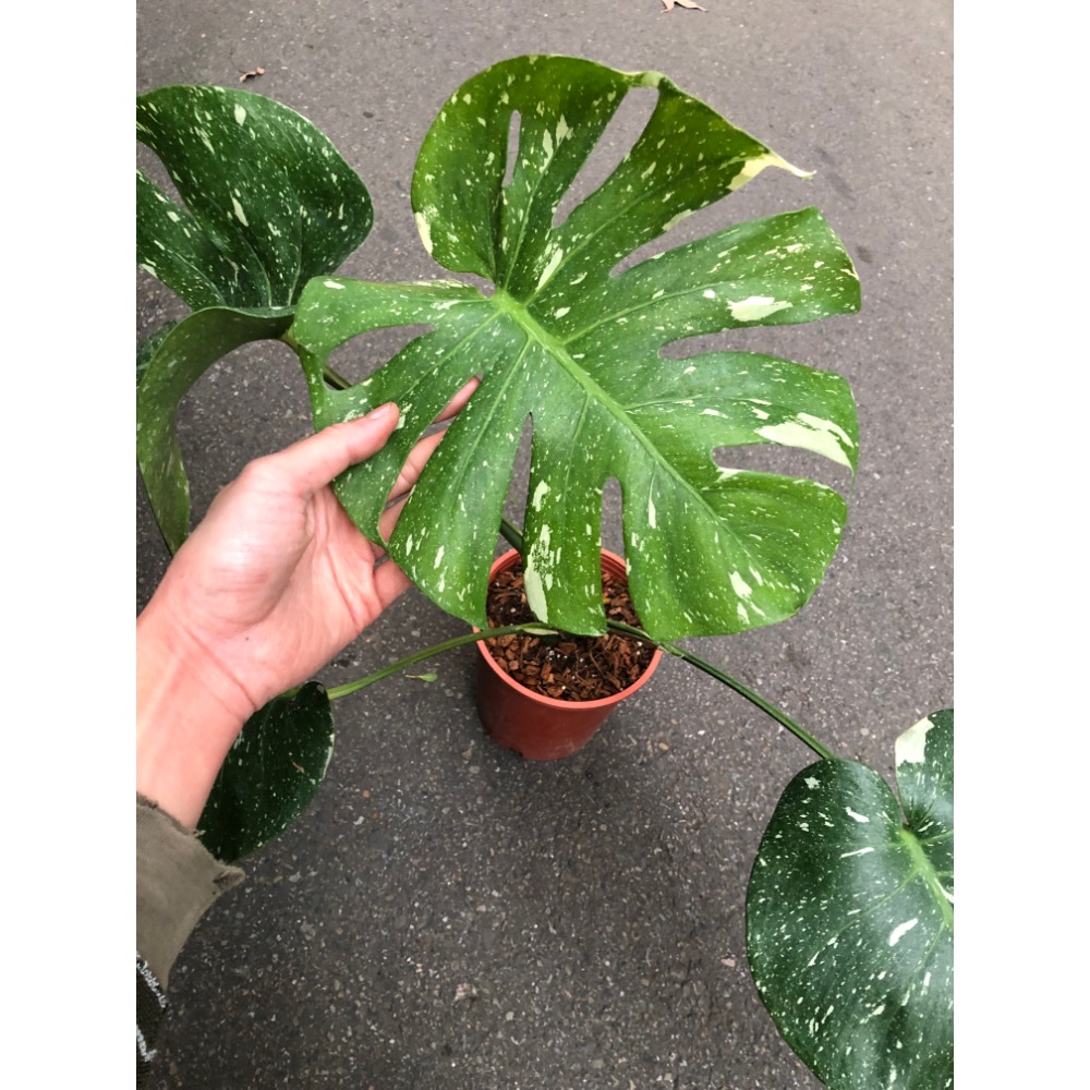 泰斑灑金龜背芋-細節圖3