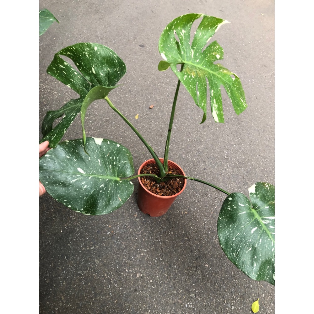 泰斑灑金龜背芋-細節圖4