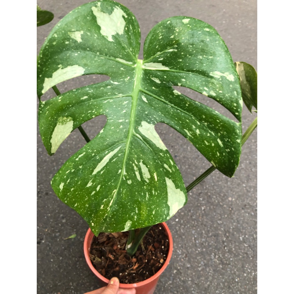 泰斑灑金龜背芋-細節圖5